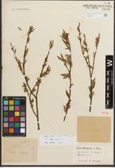 Foto von Salix L.